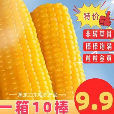 【新店开业-冲销量】东北黄糯玉米福利价·软糯香甜·低脂代餐