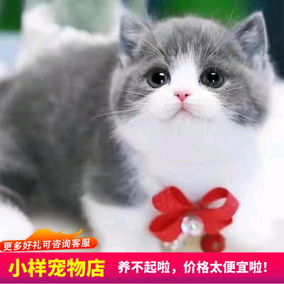 猫咪活物中华田园猫橘白橘猫狸猫狸白猫蓝白猫家猫白猫黑猫奶牛猫