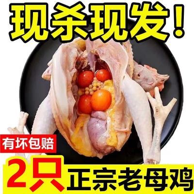 【超大老母鸡】正宗土鸡农家散养鸡现杀新鲜鸡肉鸡腿肉生态散养