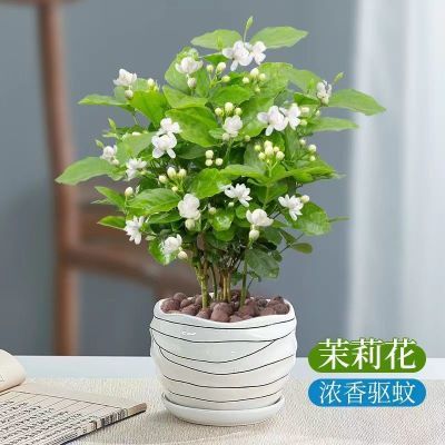 茉莉花盆栽浓香型花卉植物九里香室内阳台绿植好养易活净化空气