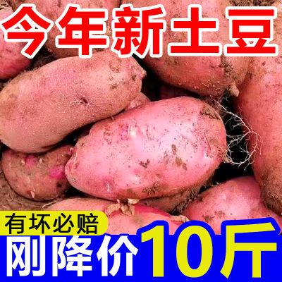 【今日优选】云南新鲜红皮大土豆农家自种大洋芋现挖马铃薯蔬菜