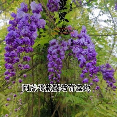 紫藤日系八重黑龙唯一紫色复瓣花品种2年苗基地直发保证对版紫花