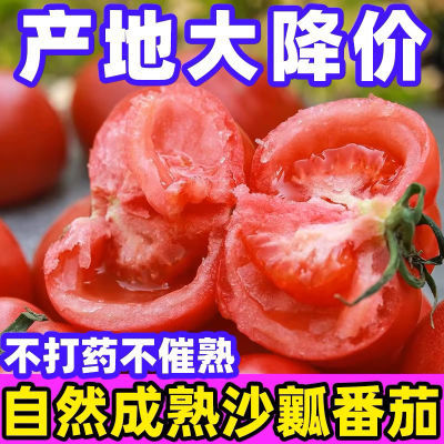 【露天现摘】沙瓤番茄新鲜西红柿自然成熟露天大红果农家自种云南
