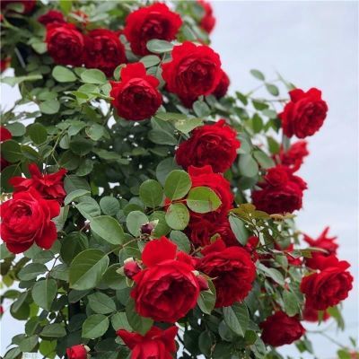 米佛罗伦蒂娜月季爬藤大花多头开花正红色耐寒庭院盆栽