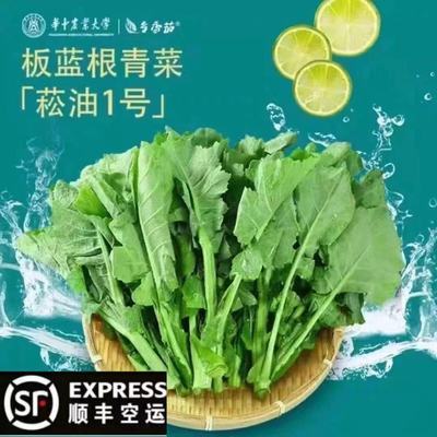 新鲜板蓝根青菜500g酒店农庄私厨特色疏菜白灼盐水口感鲜脆清甜