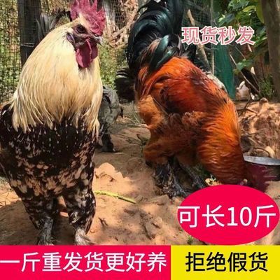 1斤纯种云南无量山乌骨鸡毛脚鸡高脚鸡活的鸡土鸡活的半大脱温苗【10月7日发完】