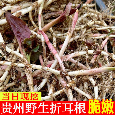 贵州特产新鲜折耳根现挖红叶子鱼腥草鲜嫩凉拌节节根食用1-5斤