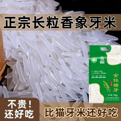 2024年当季大米长粒香米新米象牙米猫牙油粘米晚稻丝苗丝苗米