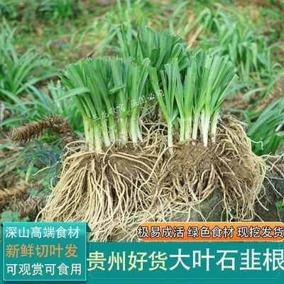 新鲜宽叶野生韭菜根四季现挖野韭食用大宽叶白根石韭观音菜山韭根