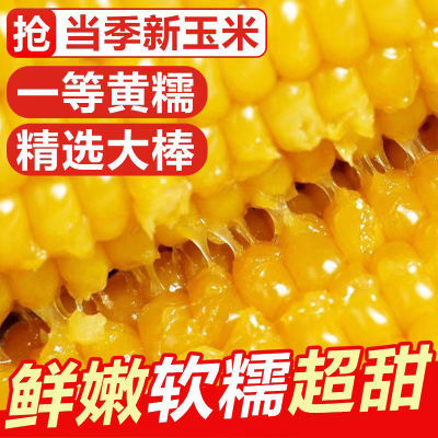 【非转基因】糯玉米棒黏真空包装即食减脂期玉米新鲜玉米小棒苞米