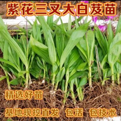 白芨苗 紫花大白芨 紫花三叉白芨苗基地现挖直发包邮白芨种苗鲜活