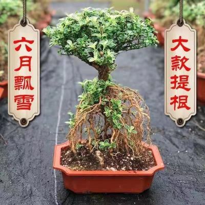 金边六月雪盆栽老桩悬崖造型绿植盆景可开花 耐寒抗冻绿植