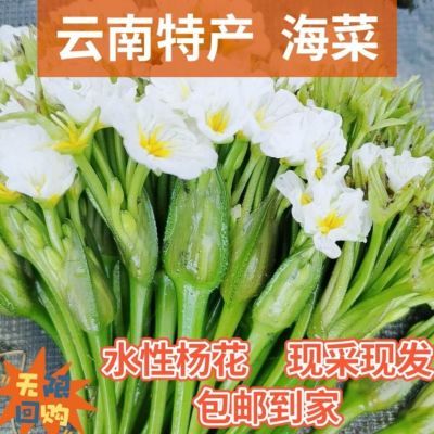 水性扬花洱海菜特色新鲜蔬菜网红野菜大理海菜花火锅菜云南食用花