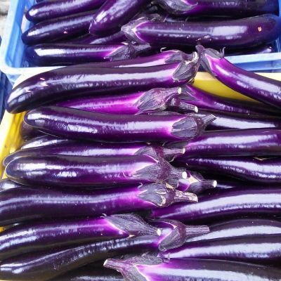 云南露天细长紫把长茄子紫皮茄子新鲜当季5-6斤9-10斤一件