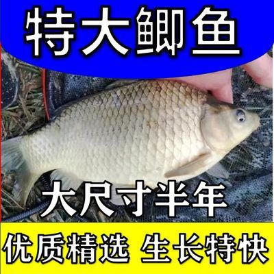 半斤一两鲫鱼苗黄金工程中科鲫五号大阪鲫银鲫养殖淡水可过冬包活