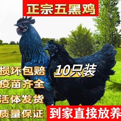 纯种五黑鸡【官方推荐】正宗绿壳蛋鸡散养黑肉乌骨鸡健康公鸡活的