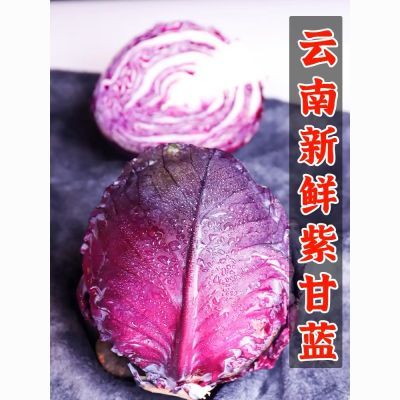 【云南蔬菜】新鲜紫甘蓝圆包菜卷心菜紫色生菜球大头菜沙拉菜即食