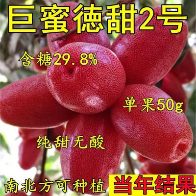 正品羊奶果特大鲜果德甜二号果树果苗南北方庭院种植易管理