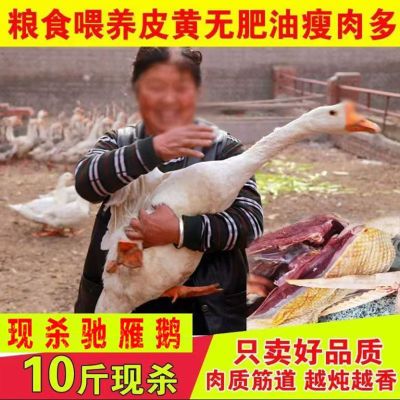 【极速发货】超大10斤鹅新鲜现杀鹅农家散养鹅整只鹅老鹅大白鹅肉