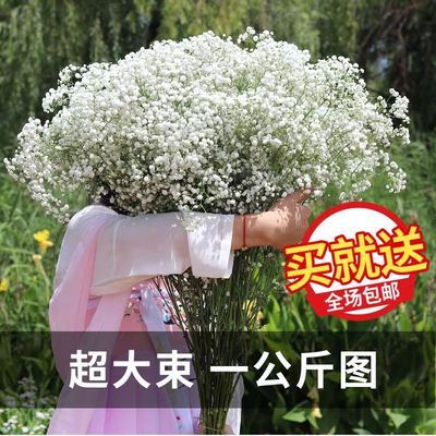 云南满天星干花大束勿忘我家居摆设清新装饰鲜花真花ins干花大束