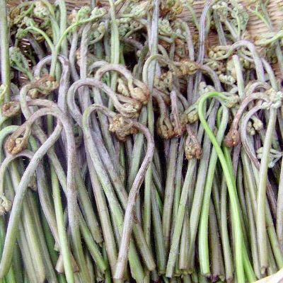 贵州新鲜蕨菜纯天然采摘现采现发拳头菜凉拌菜