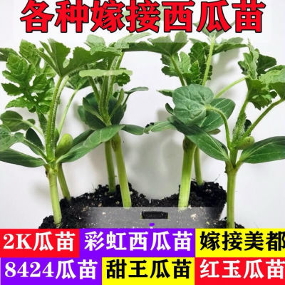 正宗嫁接8424西瓜嫁接苗美都甜王秧苗无子懒人种植原土发山东寿光