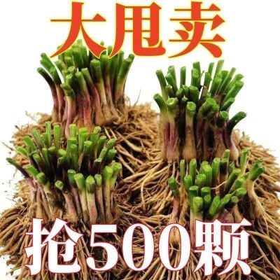 韭菜根苗大宽叶红根独根红韭菜根苗庭院阳台四季皆可种植耐寒好养