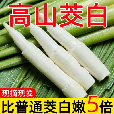 【现货速发】早上采摘茭白福建新鲜高笋火锅茭儿菜蔬菜农家自种植