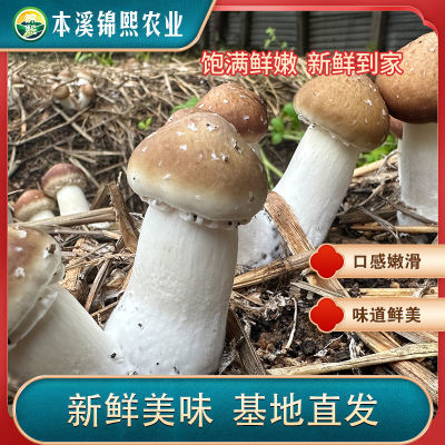 2024现采摘新鲜菌菇赤松茸蘑菇火锅煲汤烧烤当季实惠纯天然