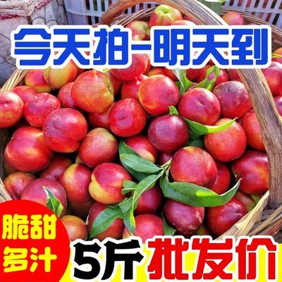 【黄肉油桃】新鲜水果桃子现摘孕妇宝宝水果现摘批发当季5/3/1斤