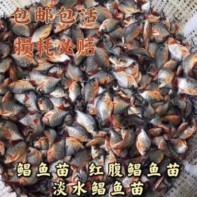 特大号白鲳鱼 红鲳鱼苗食用鲳鱼苗活淡水放养养殖热带鱼淡水鲳鱼