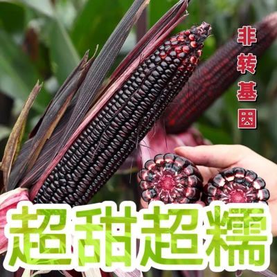 甜糯黑玉米种子2024新种超甜黑糯玉米种子原装正宗粘糯黑玉米种子