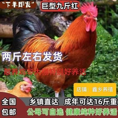 散养2斤正宗九斤红大红公鸡活的红玉大公鸡活鸡包活到家土鸡活苗