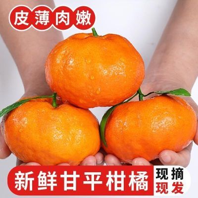 甘平柑橘皇后应季甜桔子五斤新鲜水果冰橙红美人柑桔整箱