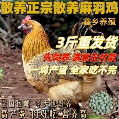 3斤左右高产蛋麻羽母鸡到家即将产蛋鸡农家散养土鸡绿壳蛋鸡