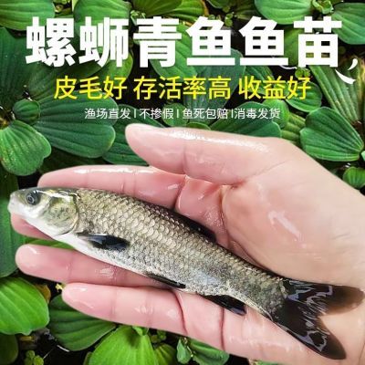 螺蛳青鱼苗 特大螺丝大青鱼鱼苗黑皖食用鲜活鱼青鱼优质青鱼包邮