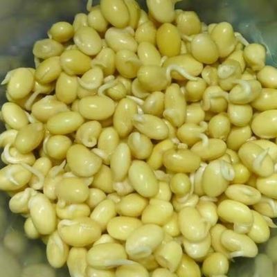 农家新鲜短黄豆芽 鲜嫩豆芽菜 自家清水泡发芽菜 一厘米左右短芽