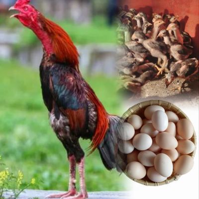 正品越南斗鸡种蛋高冠受精蛋种蛋铁线灰越南纯种后代优质斗鸡种蛋