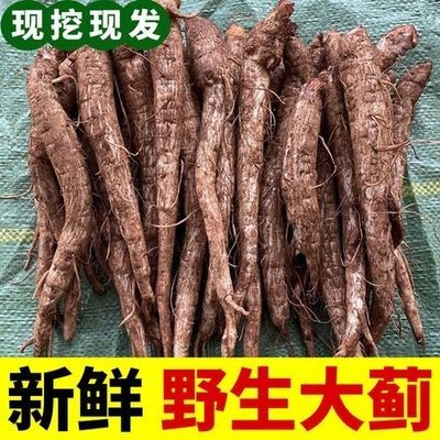 云南大蓟根鸡刺根恶鸡婆刺萝卜现挖包邮炖鸡排骨猪蹄清热煲汤新鲜