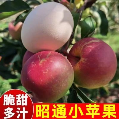 昭通小苹果当季新鲜采摘脆甜大凉山水果冰糖心礼盒装小樱桃