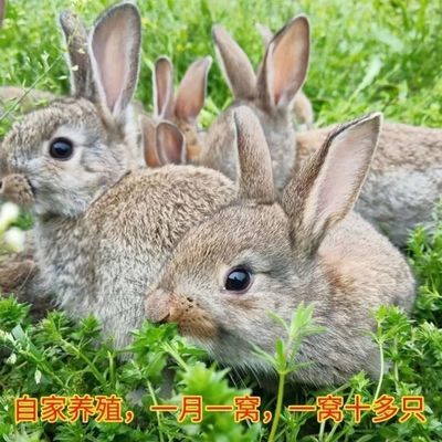 种兔活物大型肉兔公母一只成年食用家养兔比利时小兔幼苗兔子大兔
