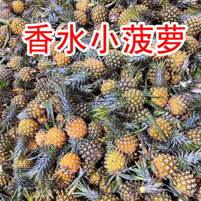 香水小菠萝徐闻菠萝青菠萝除味新鲜小菠萝一整箱非凤梨大果特大个