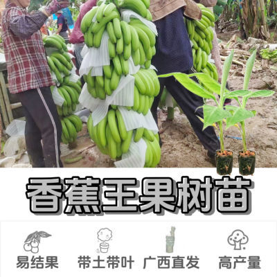 薄皮香蕉树苗广西海南广东正宗超甜大果自然熟南方种植当年结果
