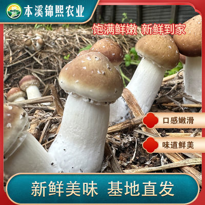 2024现采摘菌菇赤火锅煲汤烧烤纯天然蘑菇食用当季松茸新鲜散装