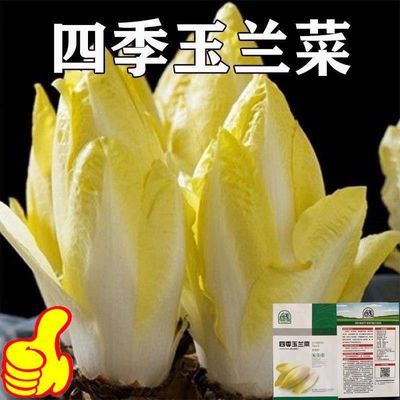 金玉兰菜种子菊苣菜欧洲王子菜营养软化菊苣多年生四季蔬菜种子