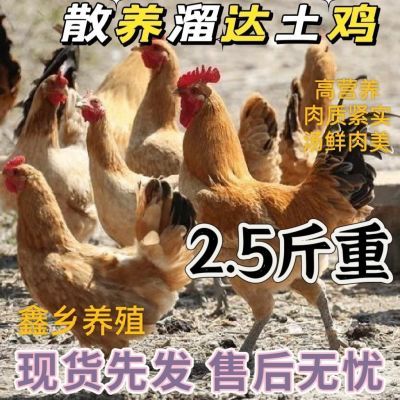 2.5斤正宗产蛋王散养溜达土鸡麻羽绿壳蛋鸡草鸡散养下蛋鸡柴鸡