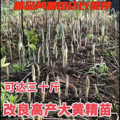 高杆大叶黄精苗 滇黄精苗 正宗多花姜型不倒苗新鲜