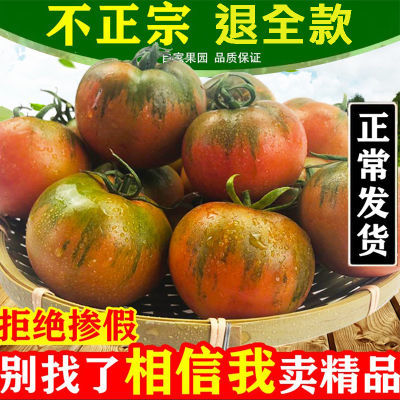 【万人疯抢】丹东紫春桃铁皮柿子碱地番茄新鲜孕妇水果现摘西红柿