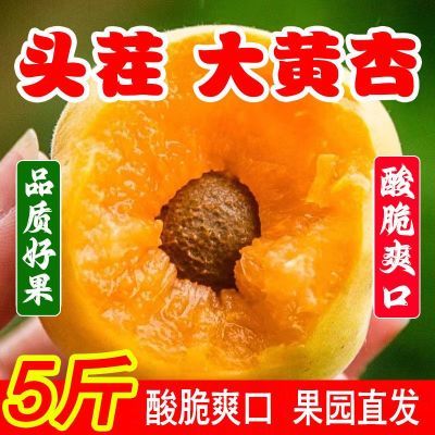 【头茬】新鲜杏子金太阳大黄杏应季酸杏孕妇现摘酸脆水果1/5斤