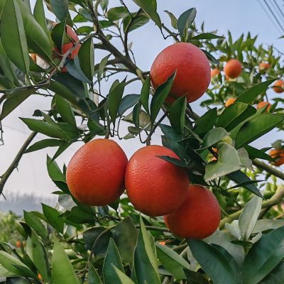 净重五斤映水血橙果园现摘现发新鲜出货自家种的富含Vc和花青素